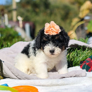 Annie - Available 10/29