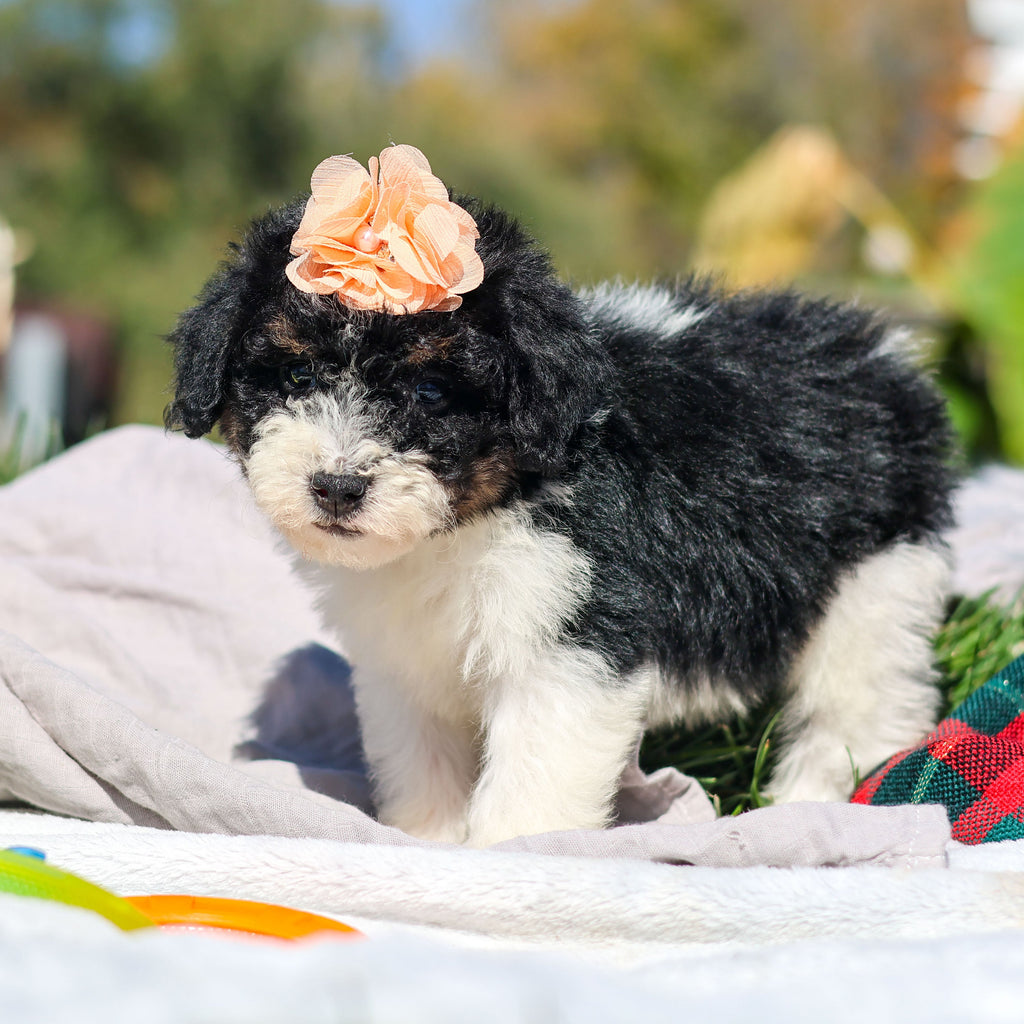 Annie - Available 10/29