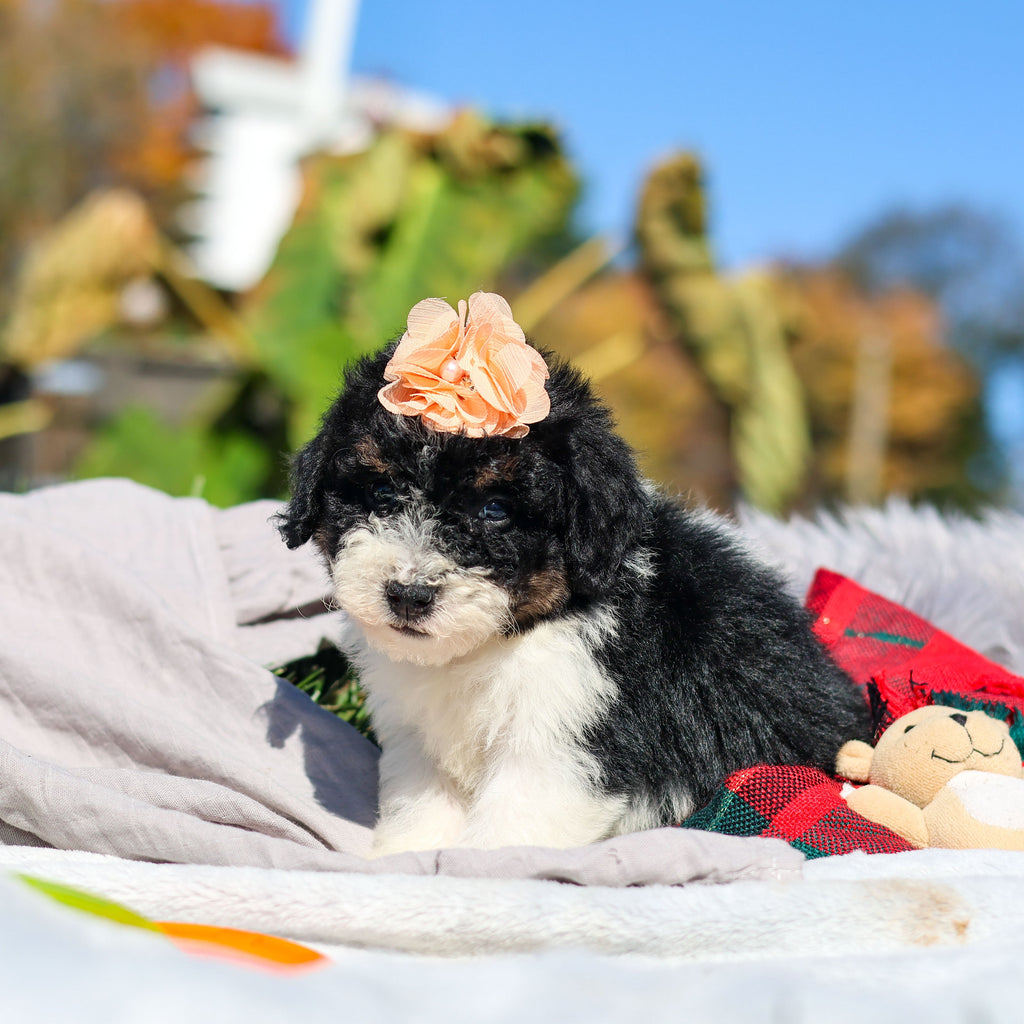 Annie - Available 10/29