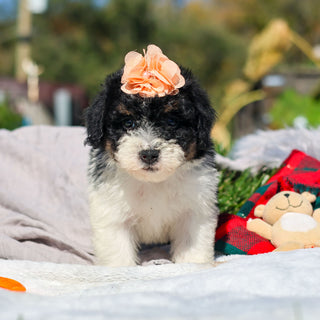 Annie - Available 10/29