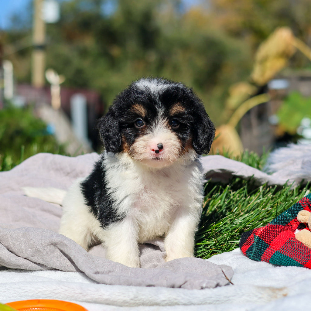 Autumn - Available 10/29