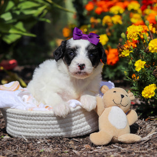 Alice - Available 10/29