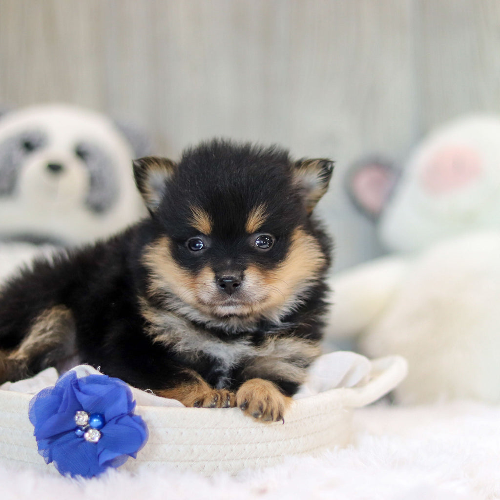 Perry - Available 11/12