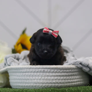 Rosie - Available 11/12