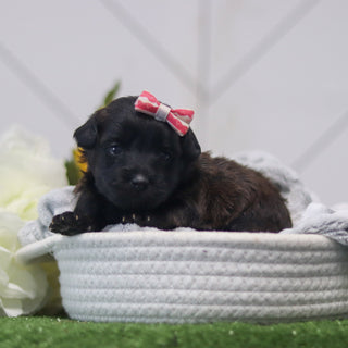 Rosie - Available 11/12