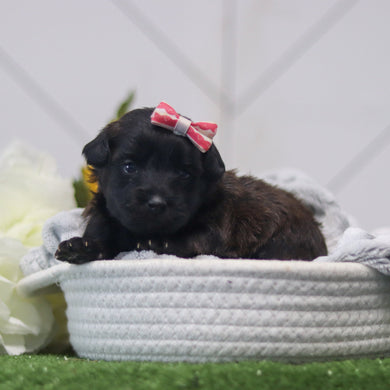 Rosie - Available 11/12