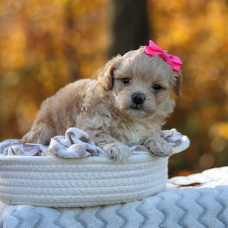 Angie - Available 11/25