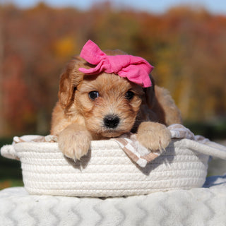 Lexi - Available 11/25
