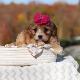 Lassie - Available 11/25