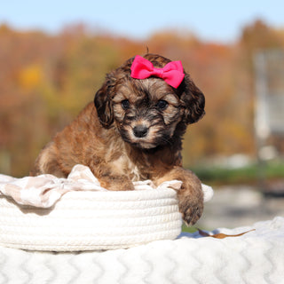 Libby - Available 11/25