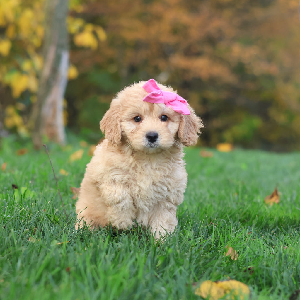 Helen - Available 10/29
