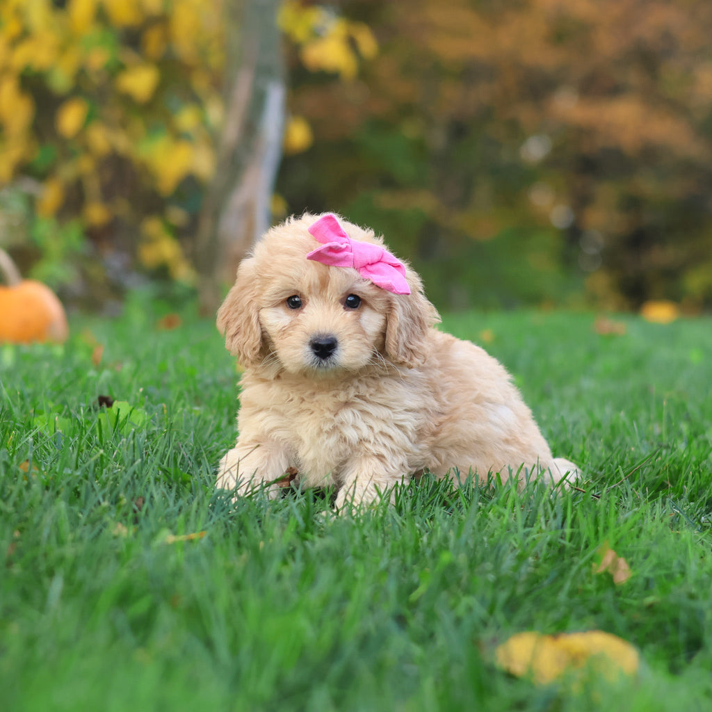 Helen - Available 10/29