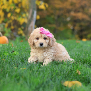Helen - Available 10/29