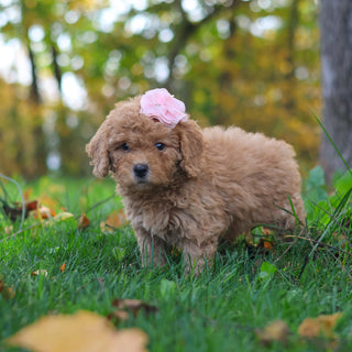 Harper - Available 10/29