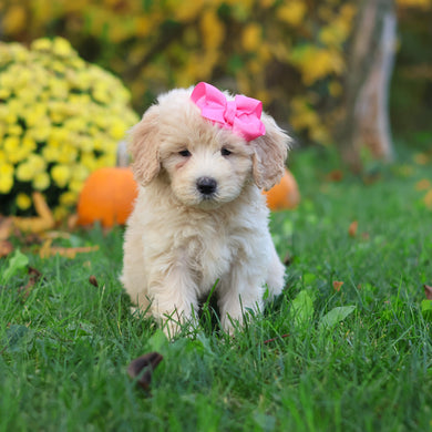 Haley - Available 10/29