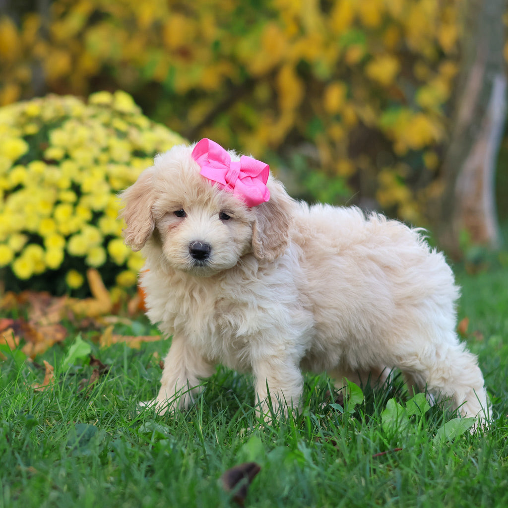 Haley - Available 10/29