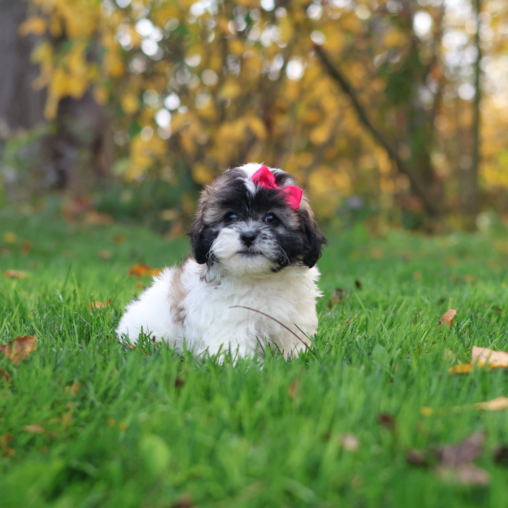 Ginny - Available 10/29
