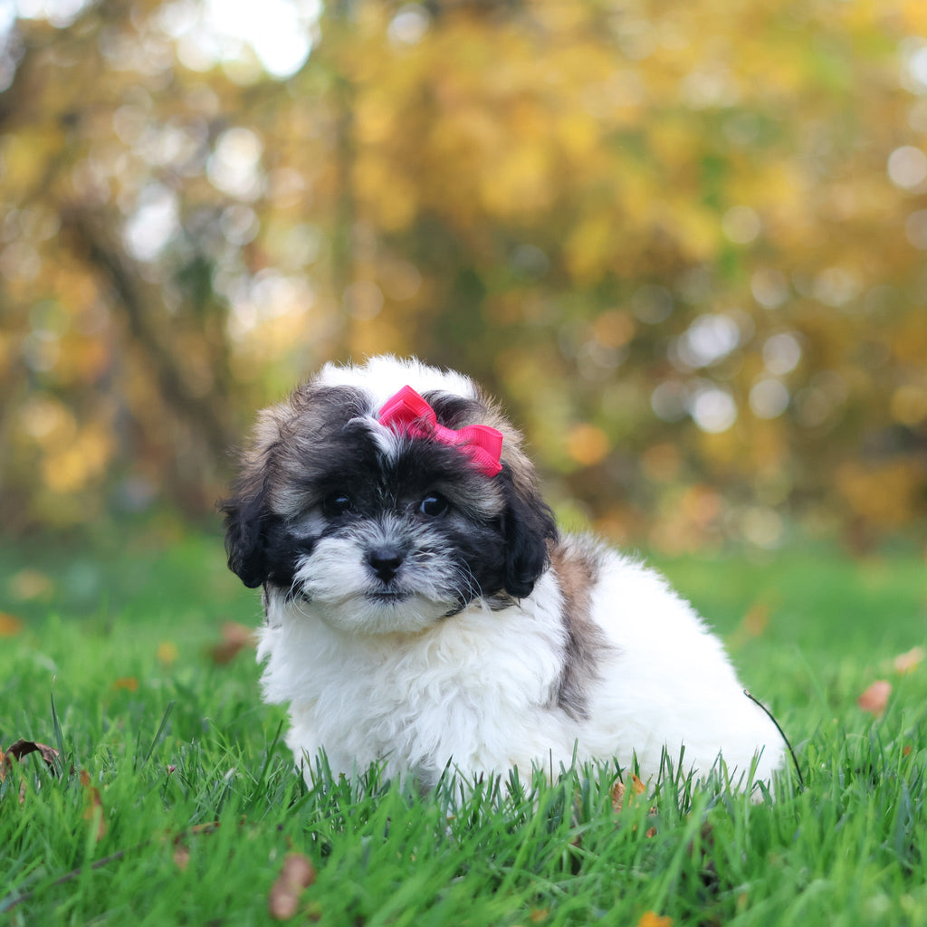 Ginny - Available 10/29