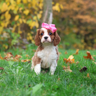 Maple - Available 10/29