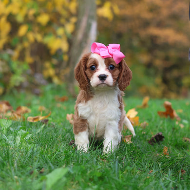 Maple - Available 10/29