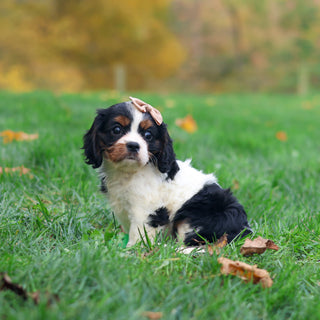 Molly - Available 10/29
