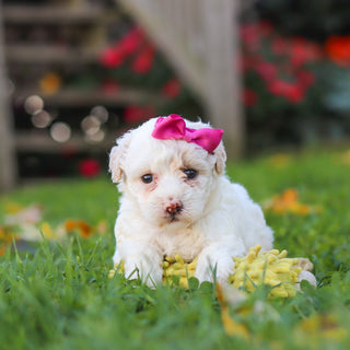 Polly - Available 11/12