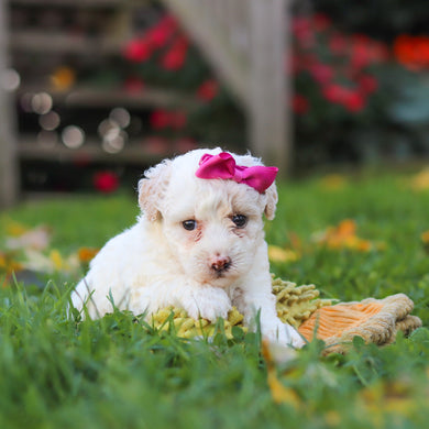 Polly - Available 11/12