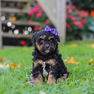 Penny - Available 11/12