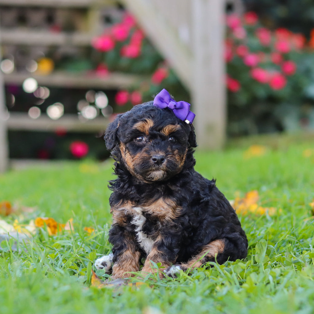 Penny - Available 11/12