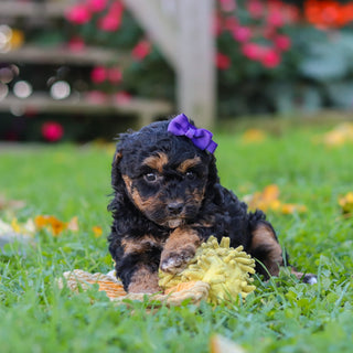Penny - Available 11/12