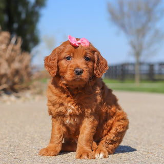 Jenny - Available 5/14