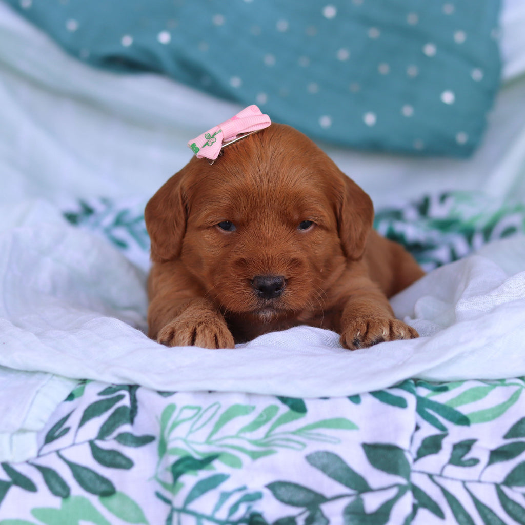 Jasmine - Available 5/14