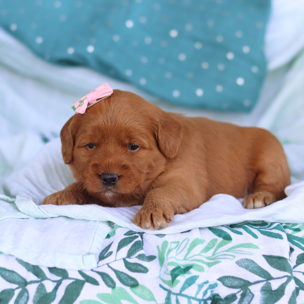 Jasmine - Available Now