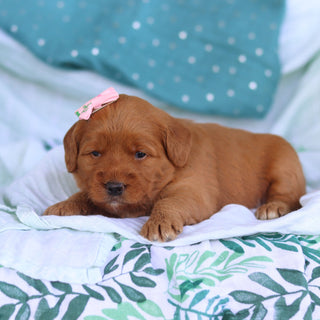 Jasmine - Available 5/14