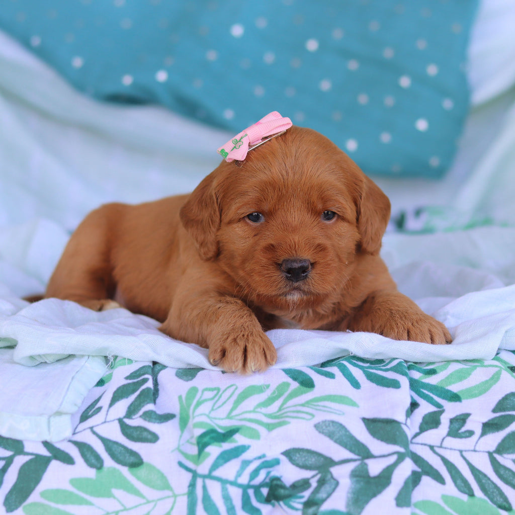Jasmine - Available Now