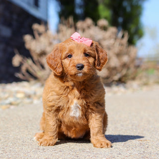 Jasmine - Available 5/14