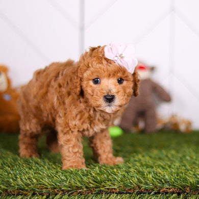 Mindy - Available 2/26