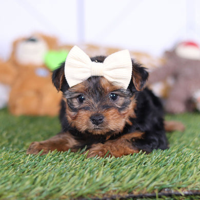 Violet - Available 3/12