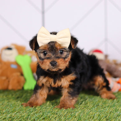 Violet - Available 3/12