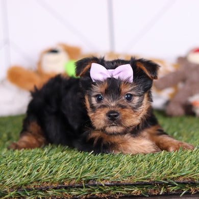 Lily - Available 3/12