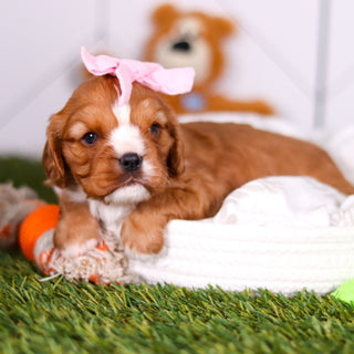 Petal - Available 3/19