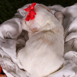 Holly - Available 3/19