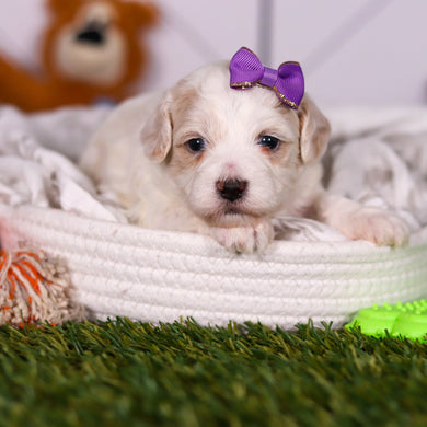 Helen - Available 3/19