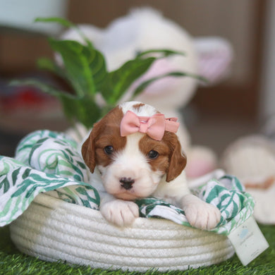 Reagan - Available 4/30