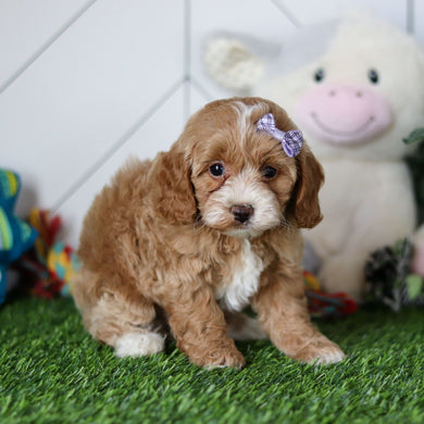 Miley - Available 4/30