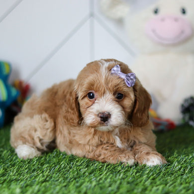 Miley - Available 4/30