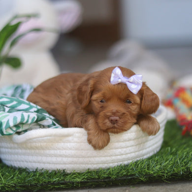 Melody - Available 4/30