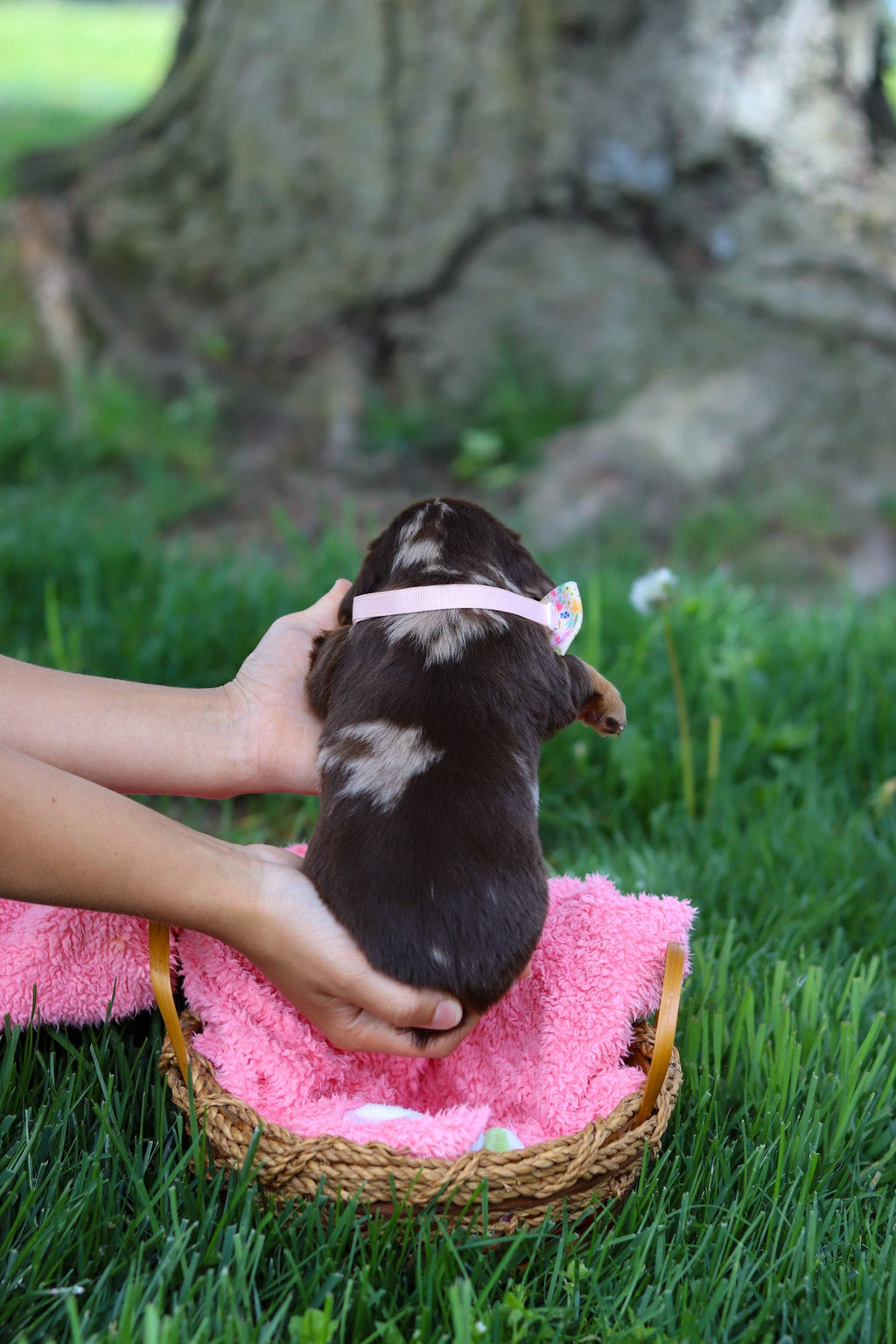 Darla - Available 6/5