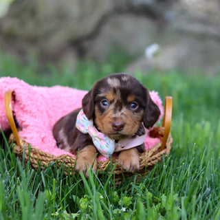 Darla - Available 6/5