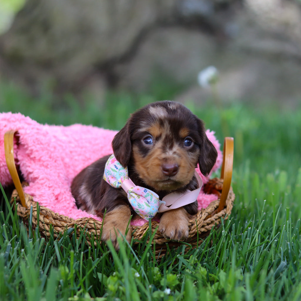 Darla - Available 6/5